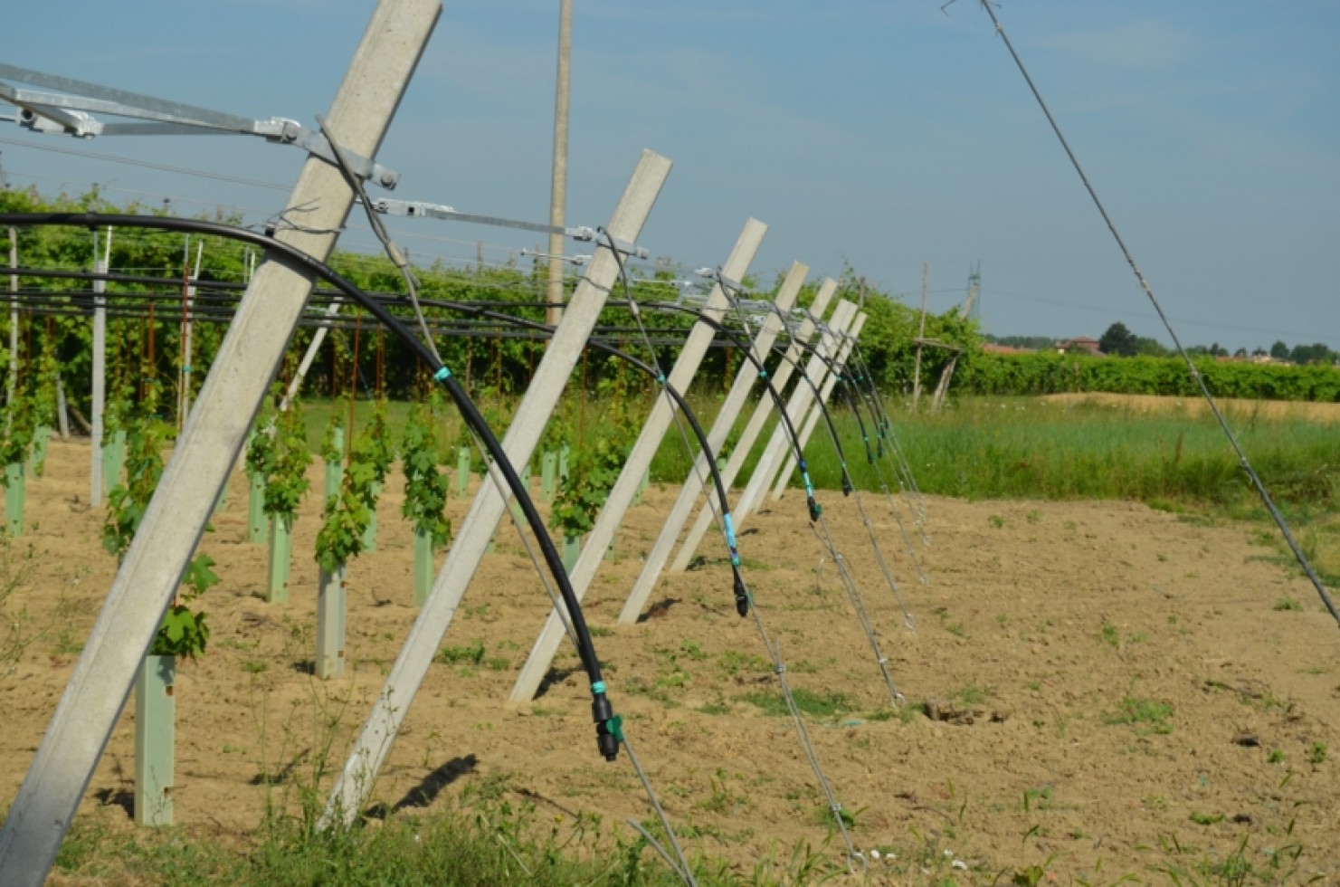 Innovazione e tecnologia per i nuovi vigneti 100
