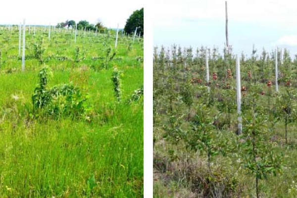 Differene con e senza Zeolite agro